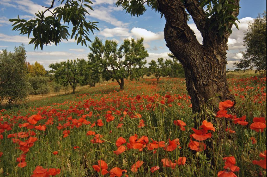 Masseria Il Frantoio Ostuni Kültér fotó
