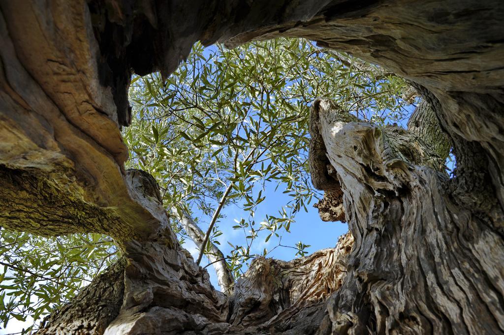 Masseria Il Frantoio Ostuni Kültér fotó